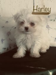 AKC Tiny Toy Maltese puppie males for sale