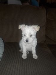 Maltese Puppy for sale!!