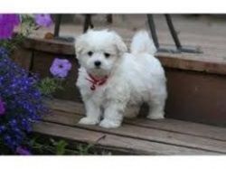 Maltese Puppies= =[marcbradly1.9.7.5 '@'g.m.a.i.l.c.o.m