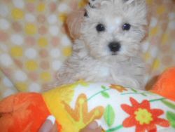 maltese mix puppies nonshed 12wks ready