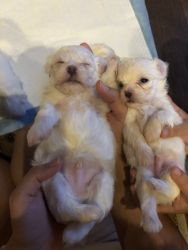 White Maltese Puppies for sale