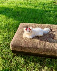 Beautiful and playful puppies Maltese ready for your home