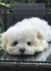 Maltese Puppy White Purebred (10 weeks)