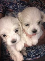 Maltese Puppies taking deposits born 9/25/19