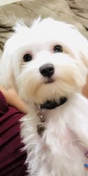 Toy Maltese for sale