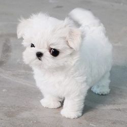 Amazing Micro Maltese Puppies Available for sale