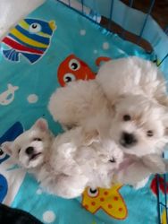 MALTESE Puppies for Sale!