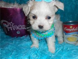 Sweet Teacup boys and girls Maltese available.