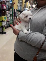 Puppy for sell Maltese seven months old