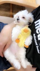 11 month old Maltese for sale!