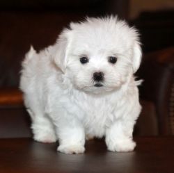 White Maltese Puppies for sale (Standard size)