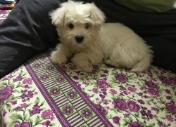 2 month snow white puppy