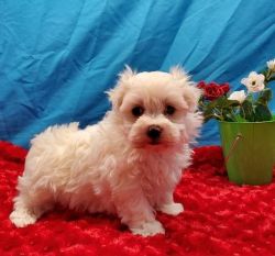 lovely Maltese puppies for sale