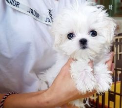 AKC reg. Micro-teacup Maltese Puppies for sale.