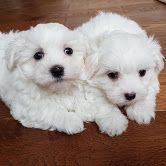 Healthy Maltese puppies
