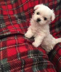 Enough love for offer male and female Maltese puppies