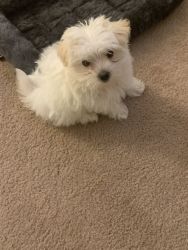 Beautiful Toy Maltese for Sale