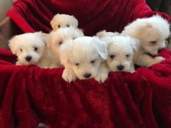 adorable maltese puppies for sale