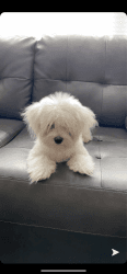 7 Month Maltese for sale!