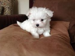 Maltese male and female puppies