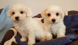 Very healthy and lovable Maltese puppies. Ready