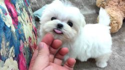 Healthy and cute Maltese puppies for sale