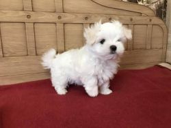 Stunning litter Maltese puppies for sale