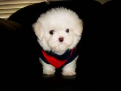 Quality Teacup Maltese Puppies For Sale