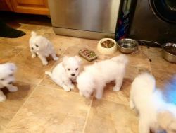 Make Maltese pup now available for sale