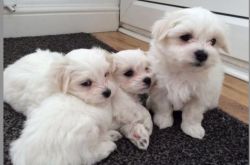 11 week old Maltese puppies