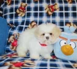 Adorable Maltese puppies available
