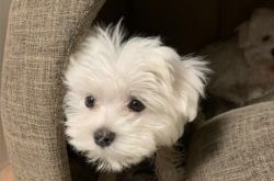 Cute and lovely Maltese for sale