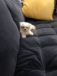 Adorable maltese puppy in need of home