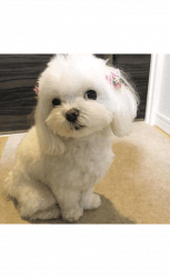 Charming outstanding Maltese puppy