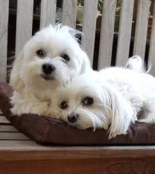 male and female Maltese puppies available