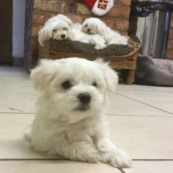 Quality Teacup Maltese Puppies For Sale