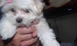 Adorable Outstanding Maltese Teacup Maltese Puppies For Sale