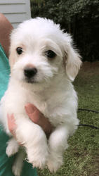 Highland Malti puppy available soon