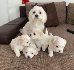 Maltese Puppies Available for sale