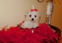 Magnificent Maltese pups available for adoption
