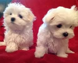 Adorable male and female maltese pups