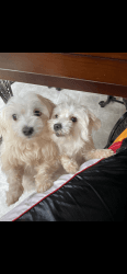 Maltese brother and sister