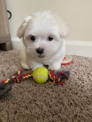 Purebred Maltese Puppy for SALE