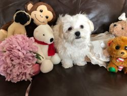 stunning maltese puppies for sale