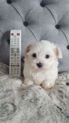 lovely maltese puppies available