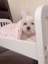 stunning maltese puppies for sale