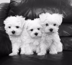 Charming Maltese puppies are ready for caring homes