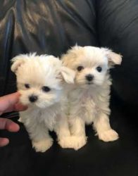 Adorable and very cuddly Maltese puppies are available for for sale. t