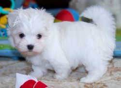 Outstanding Maltese Puppies for sale