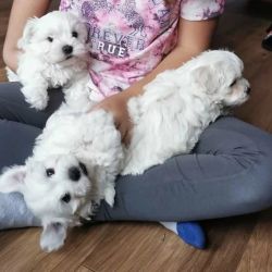 Beautiful and lovely Maltese puppies